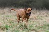 TOSA INU 540